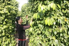 Nông dân xã EaNing, huyện Cư Kuin, Đắk Lắk, chăm sóc hồ tiêu. (Ảnh: Phương Hoa/TTXVN)