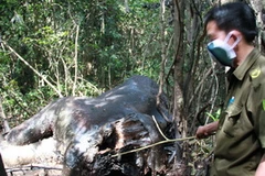 Voi chết tại rừng phòng hộ Tân Phú. (Ảnh: Thanh niên)