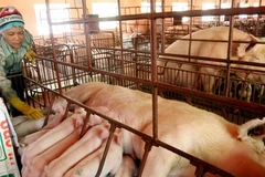 Ảnh minh họa. (Nguồn: TTXVN)