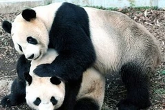 Shin Shin và bạn trai Ri Ri. (Nguồn: AFP/Ueno Zoological Park) 