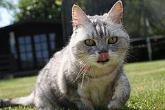 Cô nàng Smokey. (Nguồn: Internet)