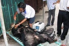 Nạn săn bắt gấu hoang dã lấy mật ở Việt Nam đang báo động "S.O.S" (Nguồn: Internet)