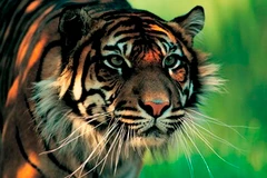 (Nguồn: animalconnectionac.wordpress.com)