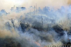 Đám cháy đã thiêu rụi trên 200ha rừng tại huyện Sa Pa. (Nguồn: Internet)