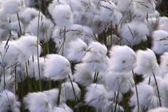 Ảnh minh họa. (Nguồn: Internet)