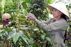 Nông dân Hướng Hóa thu hoạch càphê. (Ảnh: Hồ Cầu/TTXVN)