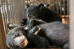 Ảnh minh họa. (Nguồn: Internet)