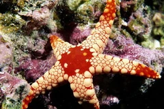 Maldives - thế giới kì diệu của biển cả. (Nguồn: Internet)