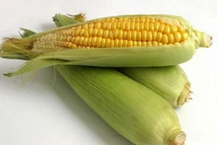 Ảnh minh họa. (Nguồn: Internet)