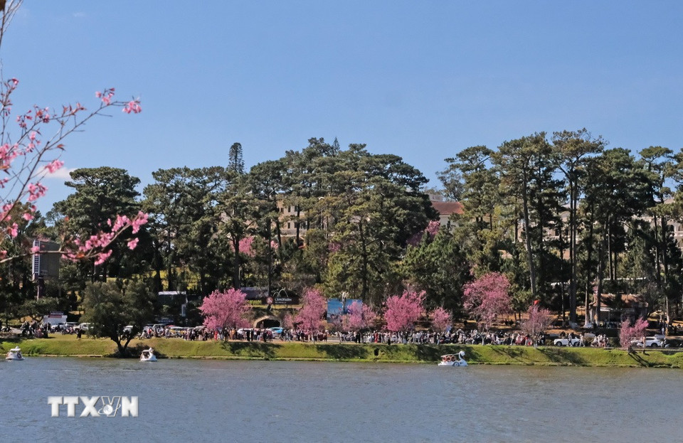 Hàng trăm cây mai anh đào quanh hồ Xuân Hương (Đà Lạt) đồng loạt nở rộ thu hút đông đảo du khách trong dịp cuối tuần vừa qua. (Ảnh: Nguyễn Dũng/TTXVN)