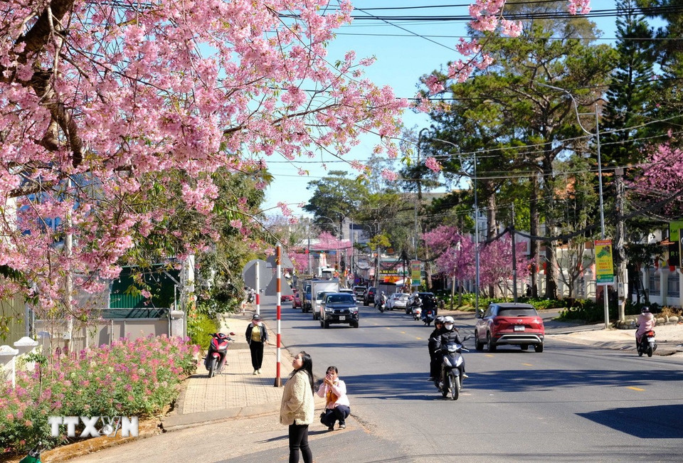 Một tuyến đường trung tâm Đà Lạt rợp bóng mai anh đào thu hút du khách tham quan, thưởng lãm. (Ảnh: Nguyễn Dũng/TTXVN)