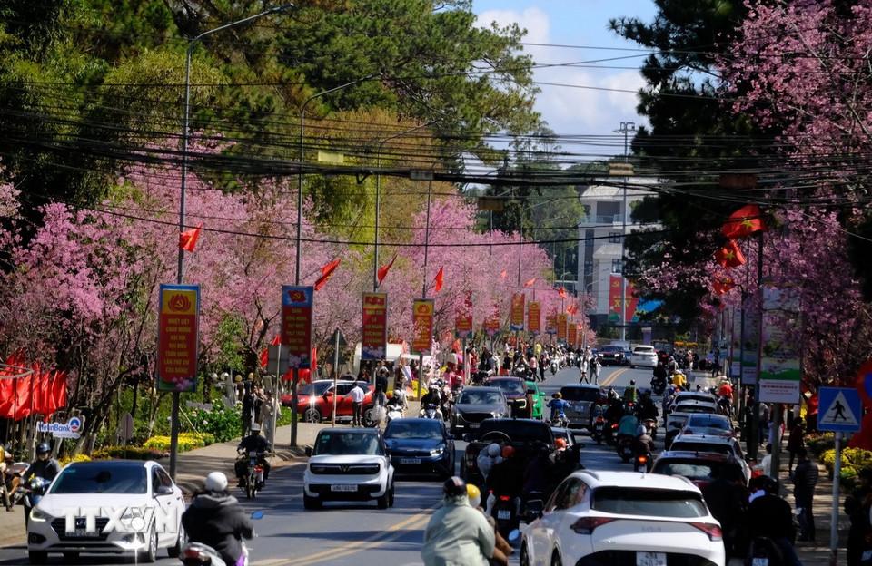 Trục di sản Trần Hưng Đạo thêm quyến rũ với sắc hoa mai anh đào kết hợp rừng thông cổ thụ và biệt thự cổ kiến trúc Pháp. (Ảnh: Nguyễn Dũng/TTXVN)