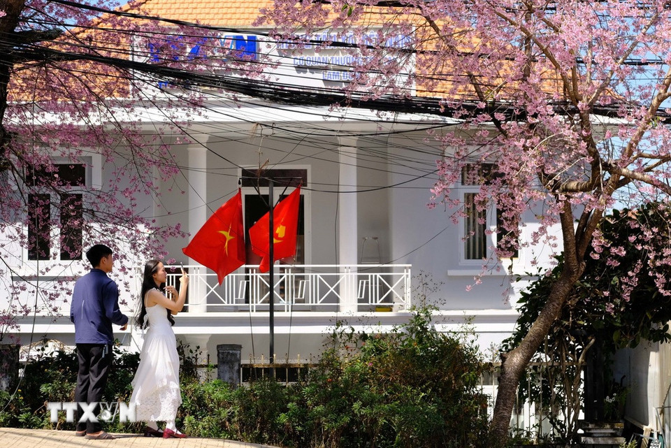Hoa Mai anh đào bung nở trước trụ sở của Cơ quan thường trú TTXVN trên đường Hùng Vương - Đà Lạt thu hút khách đến chụp hình trong những ngày qua. (Ảnh: Nguyễn Dũng/TTXVN)
