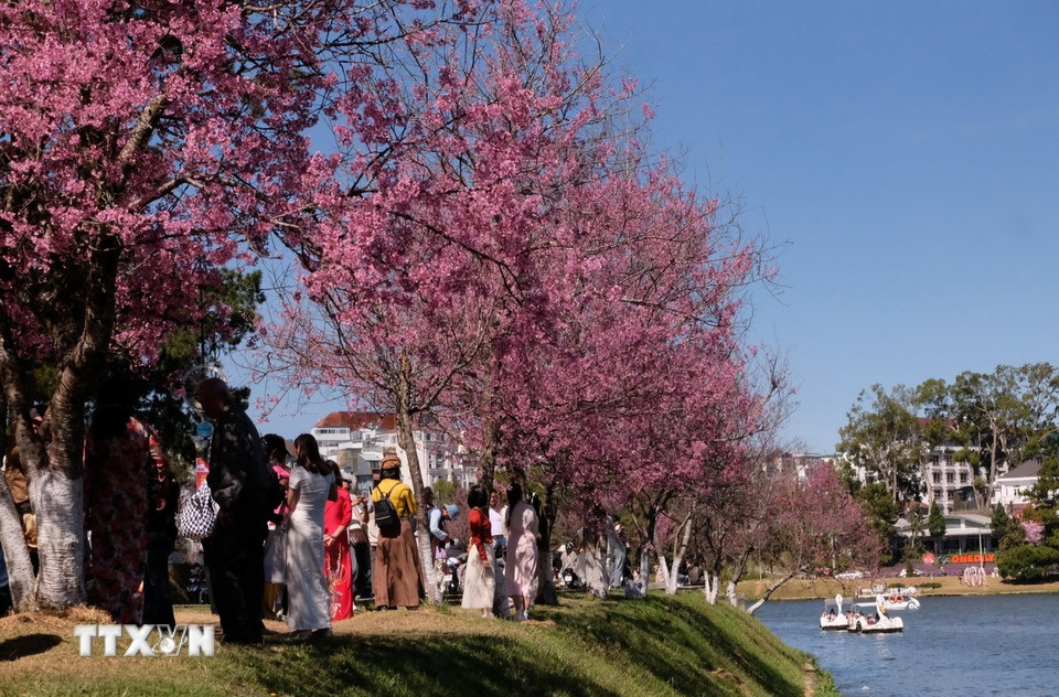 Hàng mai anh đào rực rỡ bên hồ Xuân Hương (khu vực gần nhà hàng Thủy Tạ, Đà Lạt) thu hút du khách đến tham quan, chụp ảnh. (Ảnh: Nguyễn Dũng/TTXVN)