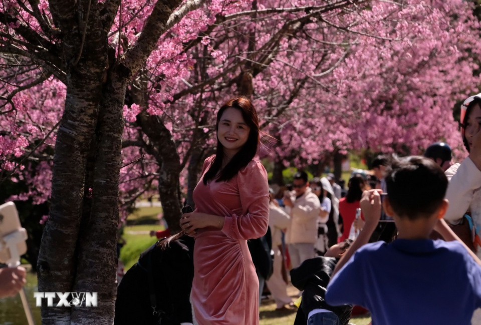 Du khách chụp ảnh với hoa mai anh đào Đà Lạt dịp cuối tuần vừa qua. (Ảnh: Nguyễn Dũng/TTXVN)