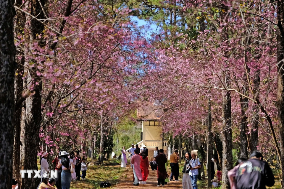 Con đường bên trong khu Dinh 2 Đà Lạt rợp bóng mai anh đào thu hút du khách đến tham quan như đông như một kỳ Festival hoa của Đà Lạt. (Ảnh: Nguyễn Dũng/TTXVN)