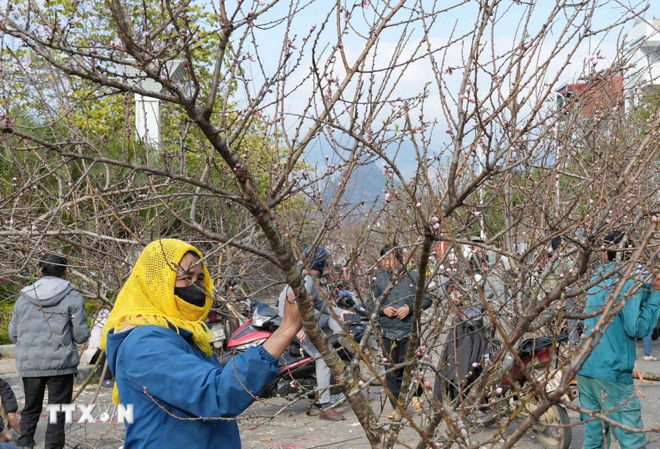 Có nhiều những cành đào rừng cao 3-4m có giá từ 3-5 triệu đồng. (Ảnh: Quý Trung/TTXVN)