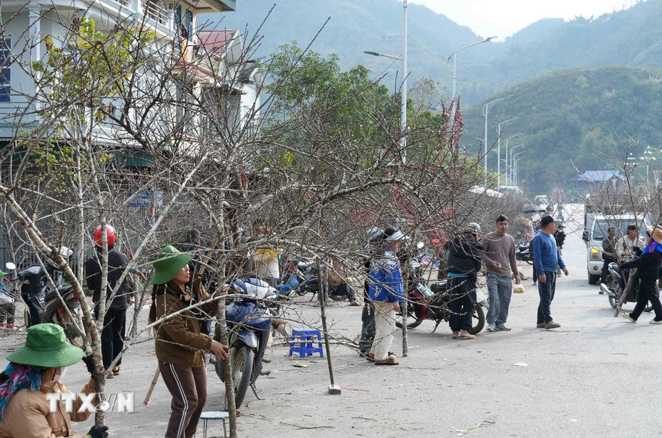 Đào rừng được người dân khắp các bản vùng cao đưa về bày bán khắp hai bên đường đại lộ Lê Lợi. (Ảnh: Quý Trung/TTXVN)