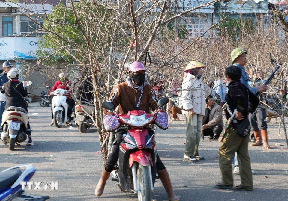 Người dân từ các bản làng chở những cành đào rừng xuống phố để bán cho du khách. (Ảnh: Quý Trung/TTXVN)