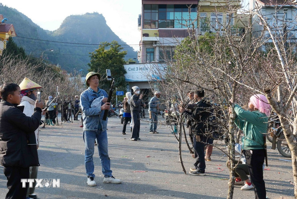 Hoa đào rừng cũng được người dân livestream bán hàng. (Ảnh: Quý Trung/TTXVN)