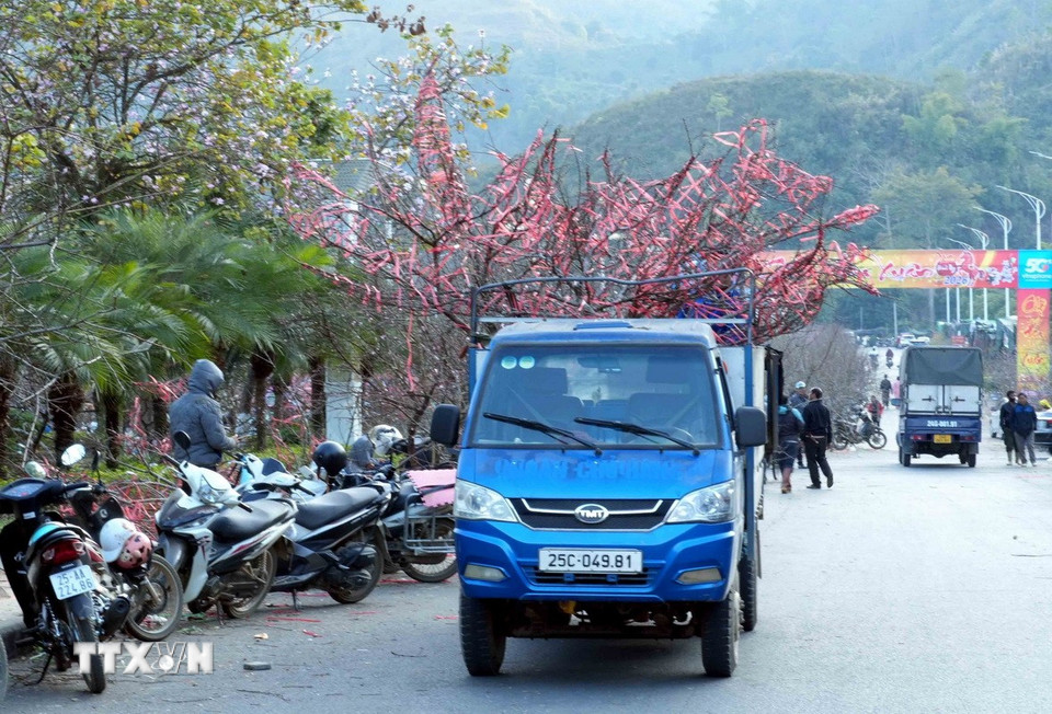 Đào rừng được các thương lái đưa lên xe để chuyển về xuôi. (Ảnh: Quý Trung/TTXVN)