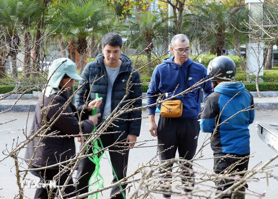 Du khách lựa chọn cho mình những cành đào rừng ưng ý về chơi Tết. (Ảnh: Quý Trung/TTXVN)