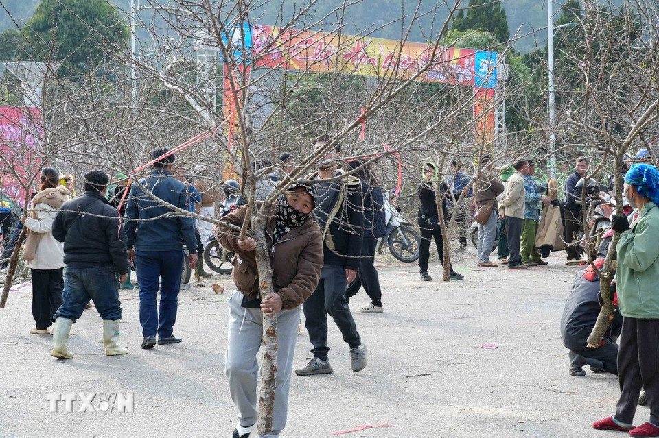 Những cành đào rừng to được người dân đưa về bán tại chợ có giá từ 3-5 triệu đồng. (Ảnh: Quý Trung/TTXVN)