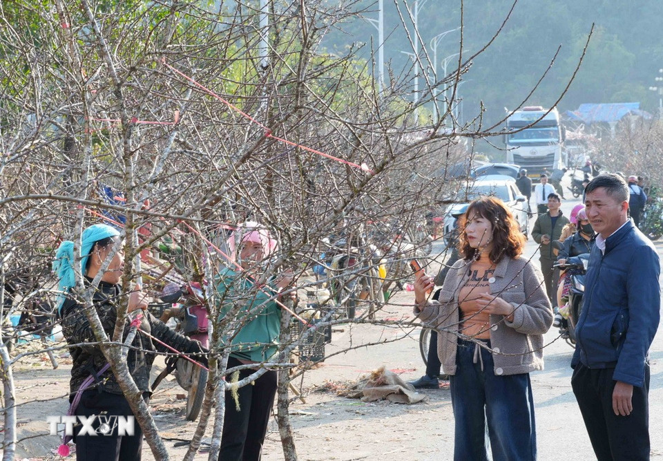 Dọc đại lộ Lê Lợi những ngày này luôn nhộn nhịp du khách cũng như người dân đến thưởng ngoạn, lựa chọn mua sắm hoa. (Ảnh: Quý Trung/TTXVN)