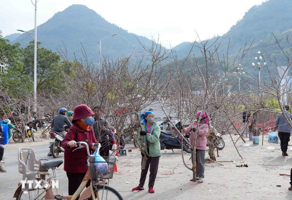 Những ngày cận Tết người dân tấp nập từ các bản chuyển đào về càng nhiều. (Ảnh: Quý Trung/TTXVN)