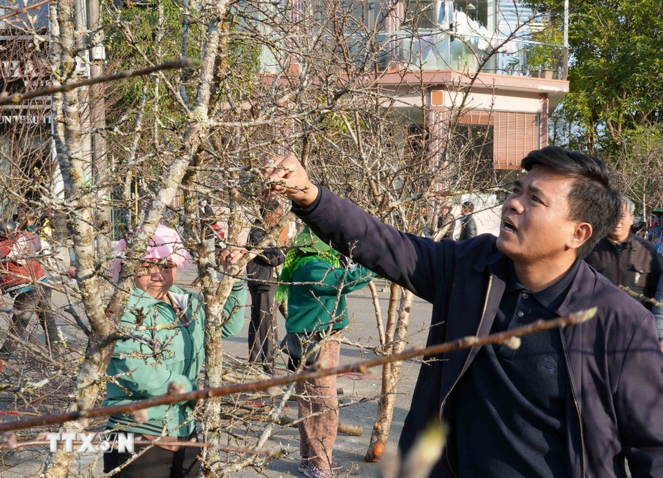 Du khách lựa chọn mua những cành hoa mai, hoa đào về chơi Tết. (Ảnh: Quý Trung/TTXVN)