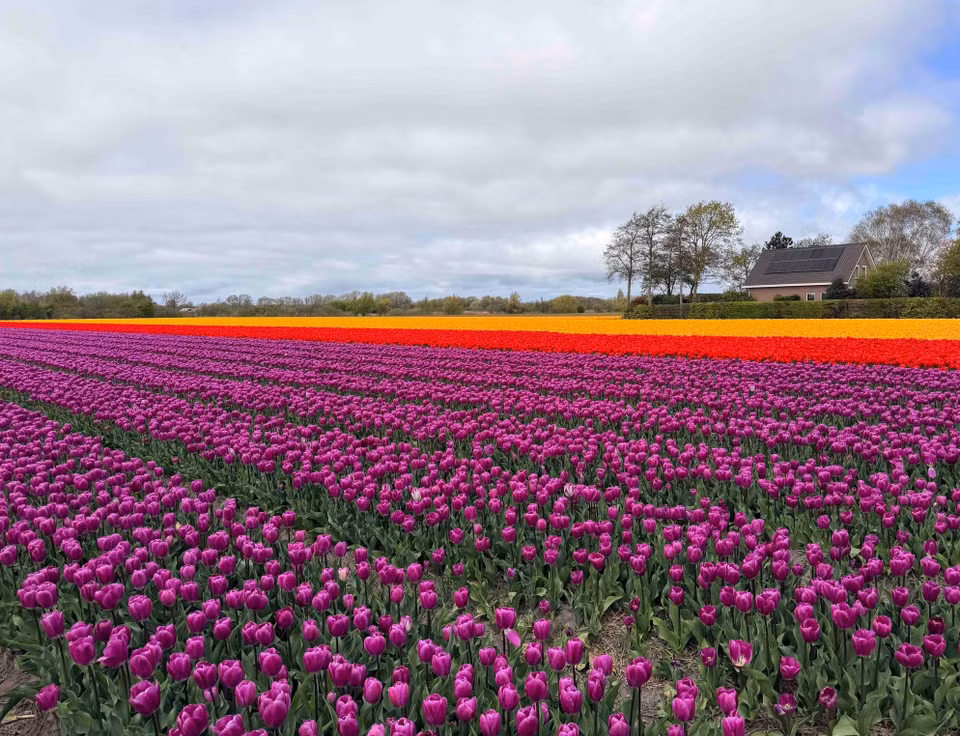 Cánh đồng hoa tulip bát ngát bên ngoài công viên Keukenhof. (Ảnh: Hương Giang/TTXVN)