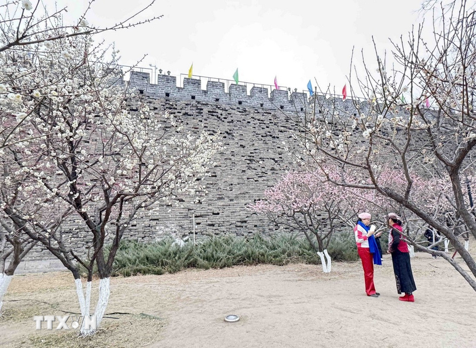 Không chỉ giới trẻ, mà cả nhiều người già Trung Quốc cũng đến các công viên để ngắm hoa, chụp ảnh. (Ảnh: Công Tuyên/TTXVN)