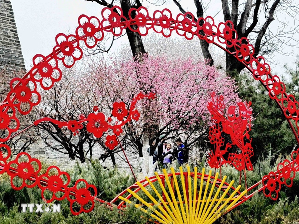 Hoa đào bung nở rực rỡ tại các công viên ở Bắc Kinh. (Ảnh: Công Tuyên/TTXVN)