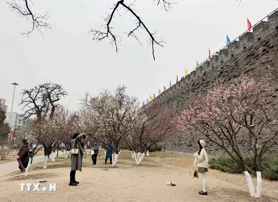 Các loại hoa đào với nhiều màu sắc rực rỡ đã bung nở tại các công viên, đường phố tại Bắc Kinh, thu hút nhiều bạn trẻ đến chụp ảnh, check-in. (Ảnh: Công Tuyên/TTXVN)