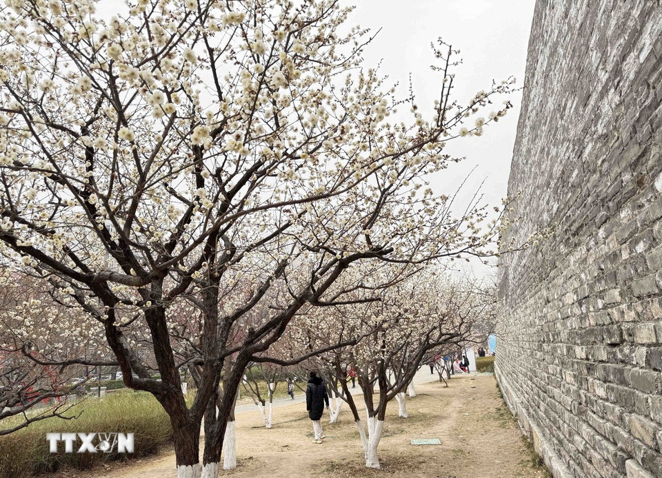 Hoa đào bung nở rực rỡ tại các công viên ở Bắc Kinh. (Ảnh: Công Tuyên/TTXVN)