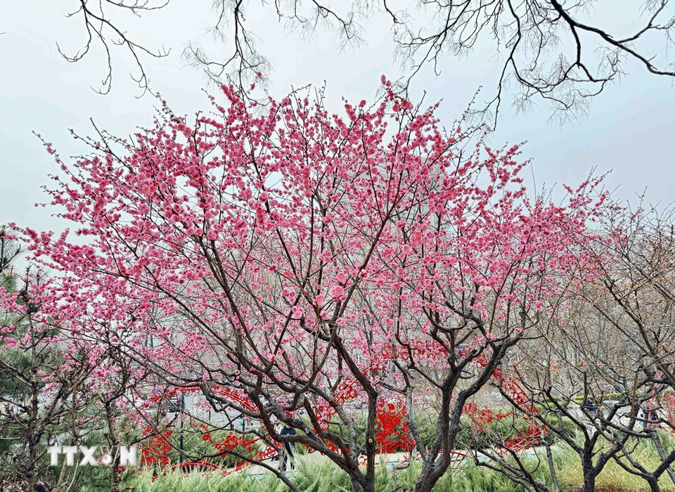 Hoa đào bung nở rực rỡ tại các công viên ở Bắc Kinh. (Ảnh: Công Tuyên/TTXVN)