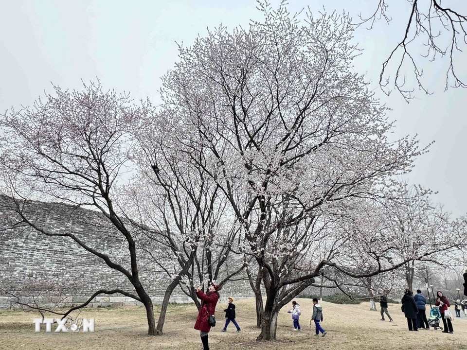 Không chỉ giới trẻ, mà cả nhiều người già Trung Quốc cũng đến các công viên để ngắm hoa, chụp ảnh. (Ảnh: Công Tuyên/TTXVN)