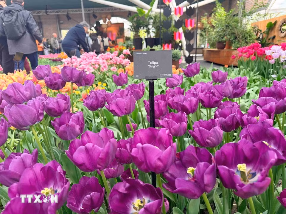Giống hoa tulip mang tên "Saigon." (Ảnh: Hương Giang/TTXVN)