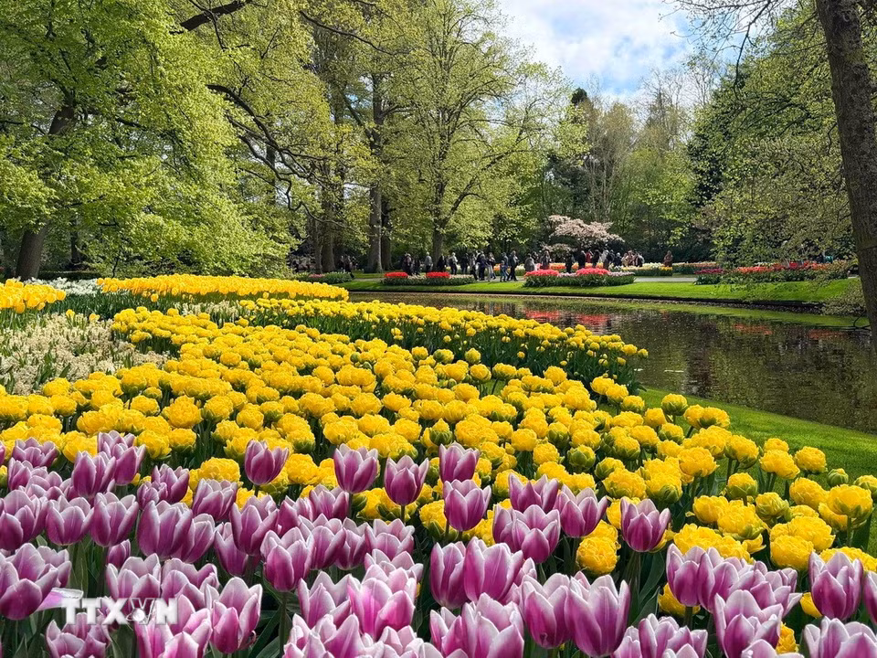 Trải rộng trên diện tích 32 ha, Keukenhof mỗi năm trồng tới 7 triệu củ hoa, với khoảng 800 giống tulip và 200 giống hoa thủy tiên khác nhau. (Ảnh: Hương Giang/TTXVN)