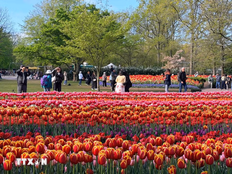 Với 7 triệu củ hoa, khoảng 800 giống tulip và 200 giống hoa thủy tiên khác nhau,công viên hoa tulip Keukenhof luôn là điểm đến yêu thích của du khách. (Ảnh: Hương Giang/TTXVN)