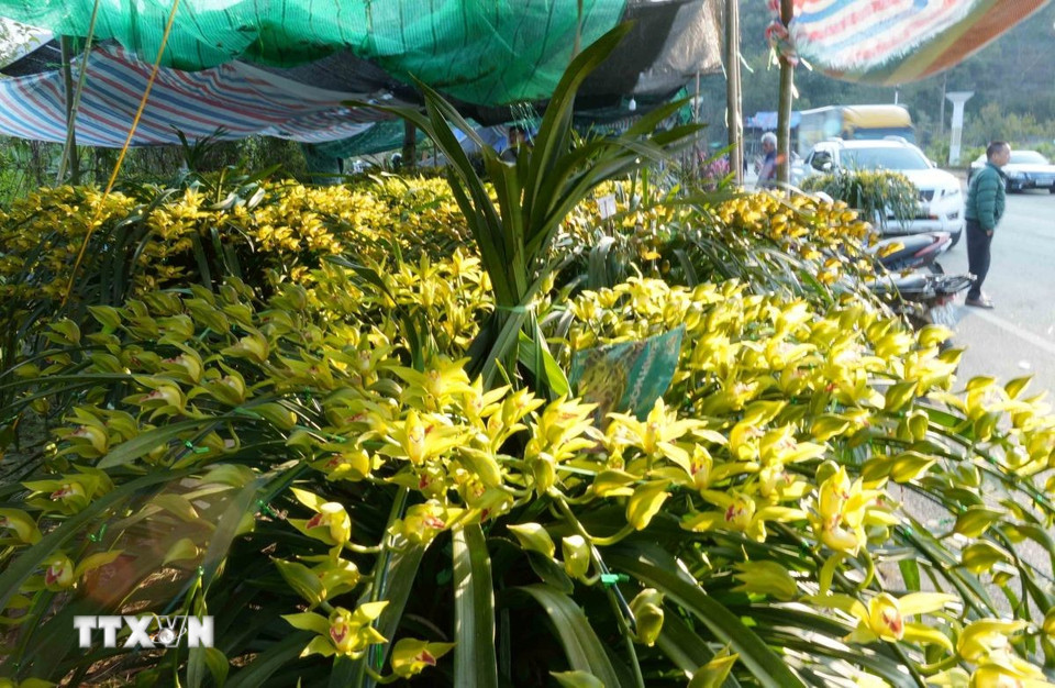 Hoa Địa lan cũng hết sức phong phú. Giá của mỗi chậu tùy vào số lượng cành, khoảng 150 nghìn đến 200 nghìn đồng/1 cành. (Ảnh: Quý Trung/TTXVN)