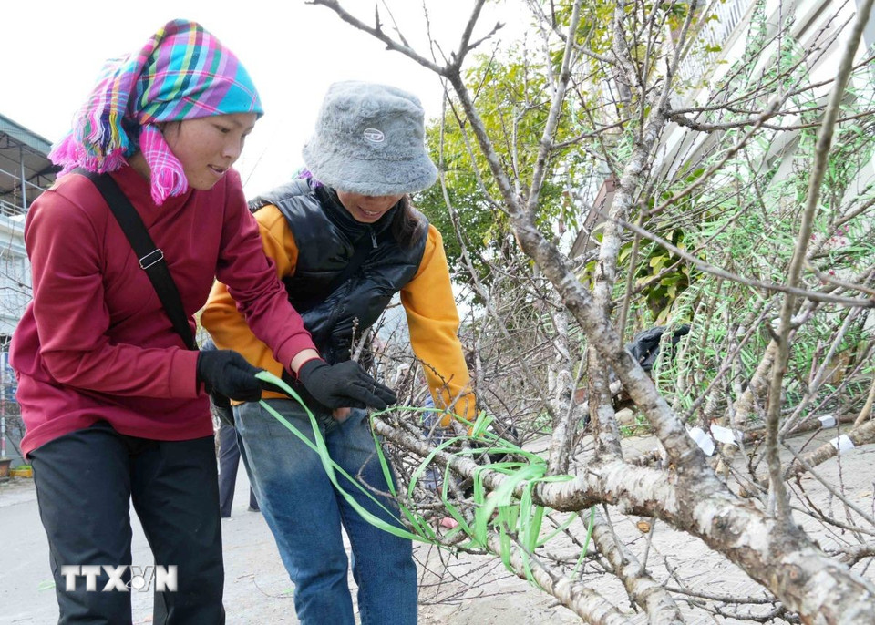 Dịch vụ bó đào thuê cũng tạo việc làm cho người dân với thu nhập bình quân từ 300-500 nghìn đồng/ngày. (Ảnh: Quý Trung/TTXVN)