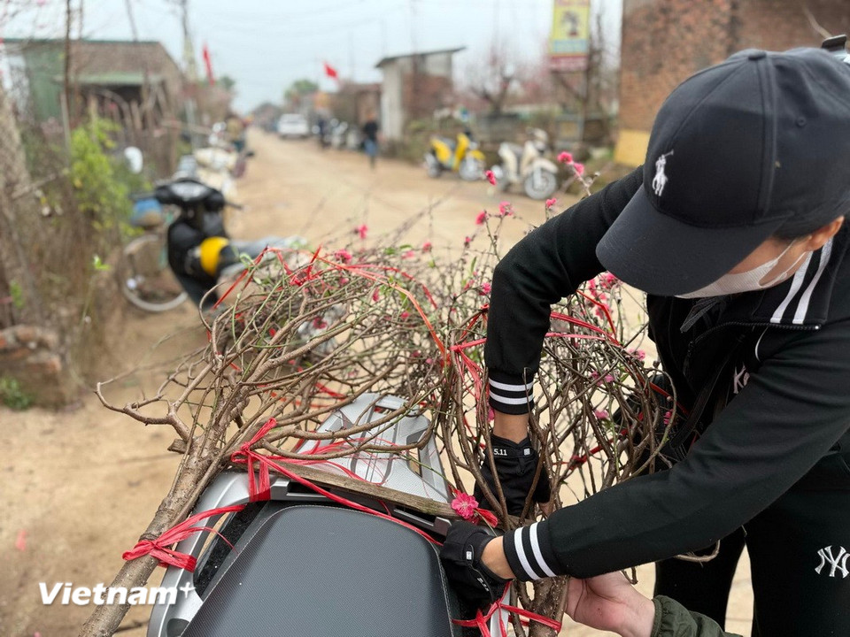 Những cành đào đã được "chốt đơn". (Ảnh: Thái Hà/Vietnam+)