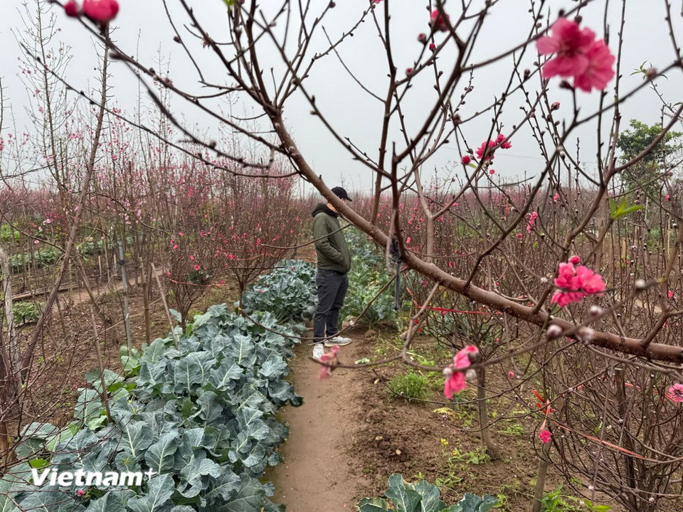 Người mua đang lựa chọn cây tại vườn Đào Nhật Tân. (Ảnh: Thái Hà/Vietnam+)