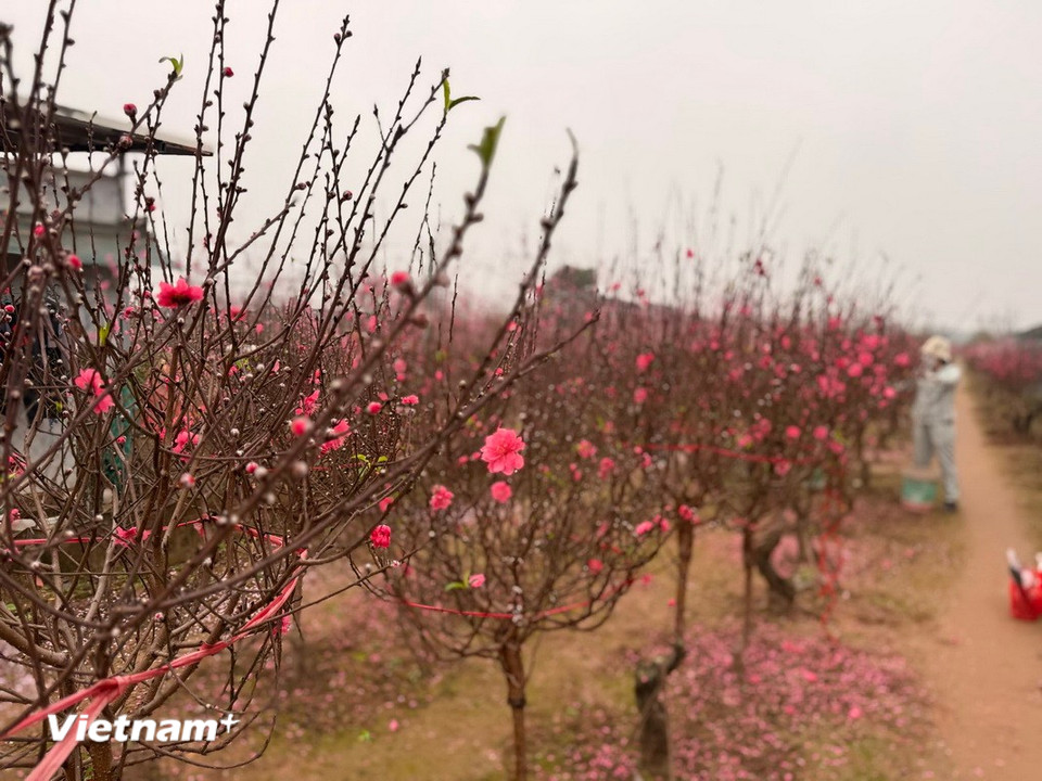 Vườn Đào Nhật Tân. (Ảnh: Thái Hà/Vietnam+)