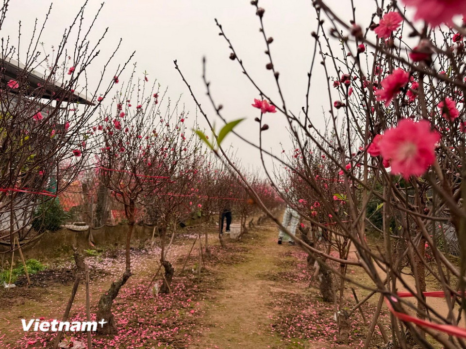 Hoa đào khoe sắc tại vườn Đào Nhật Tân, Hà Nội. (Ảnh: Thái Hà/Vietnam+)