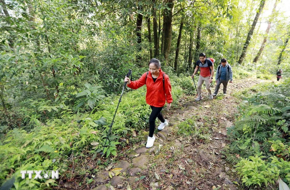 Đường đá cổ Pavie nối liền 2 bản của tỉnh Lai Châu với tỉnh Lào Cai xuyên qua cánh rừng già nguyên sinh. (Ảnh: Quý Trung/TTXVN)