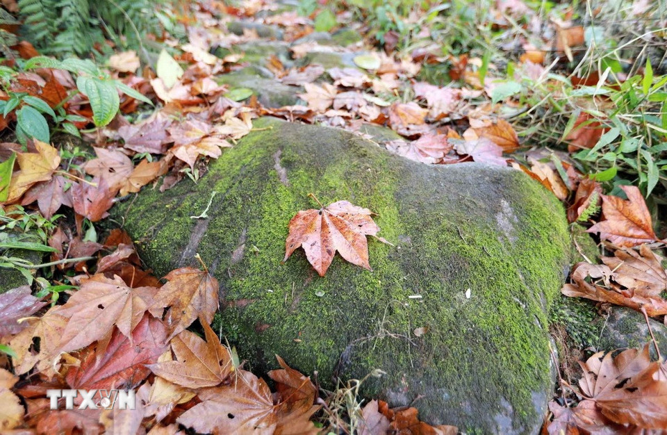 Trên con đường đá cổ có những khối đá to khoảng 50-70cm vuông rêu phong ẩn mình dưới lớp lá. (Ảnh: Quý Trung/TTXVN)