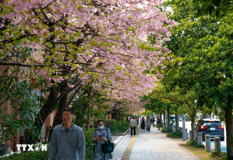 Hàng cây anh đào Kawazu khoe sắc tại vịnh Tokyo. (Ảnh: Xuân Giao/TTXVN)