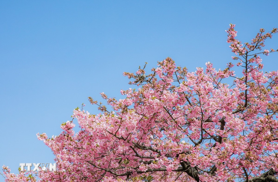 Anh đào Kawazu được phát hiện tại thị trấn Kawazu, tỉnh Shizuoka từ những năm 1950, sau đó được trồng rộng rãi khắp Nhật Bản. (Ảnh: Xuân Giao/TTXVN)